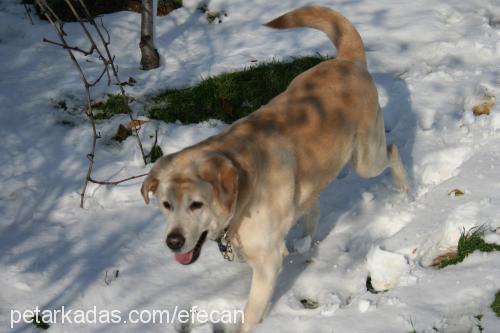 efecan Erkek Labrador Retriever