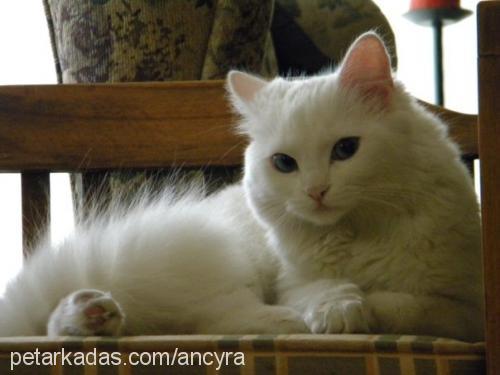 maviboncuk Dişi Ankara Kedisi (Angora)