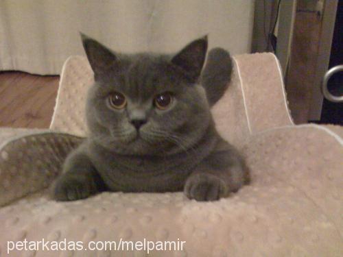 romeoleopamir Erkek British Shorthair