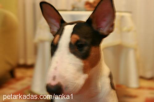 anka Erkek Bull Terrier