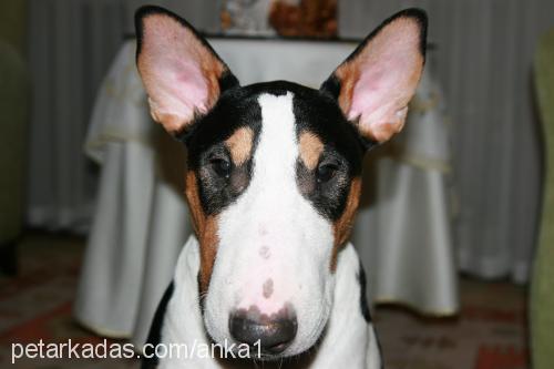 anka Erkek Bull Terrier