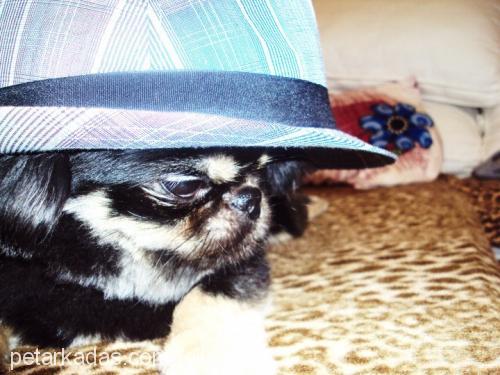 zeytin Erkek Pekingese