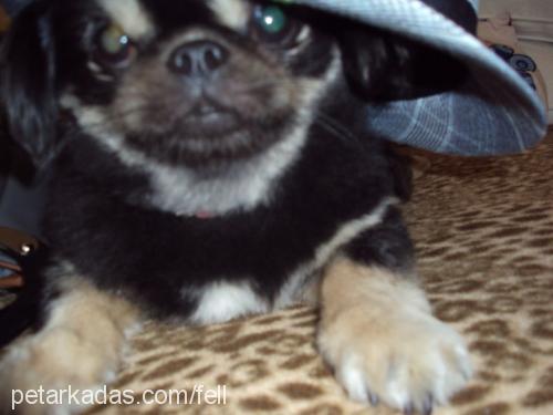 zeytin Erkek Pekingese