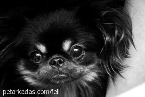 zeytin Erkek Pekingese