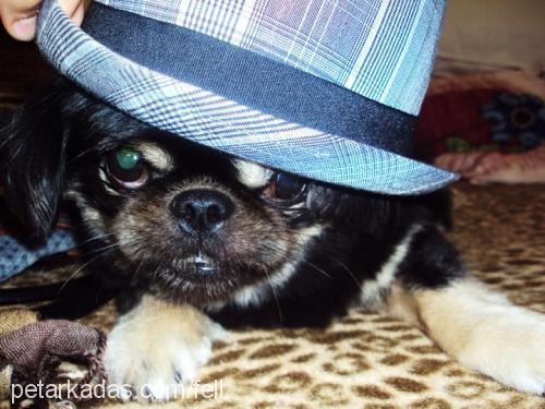 zeytin Erkek Pekingese