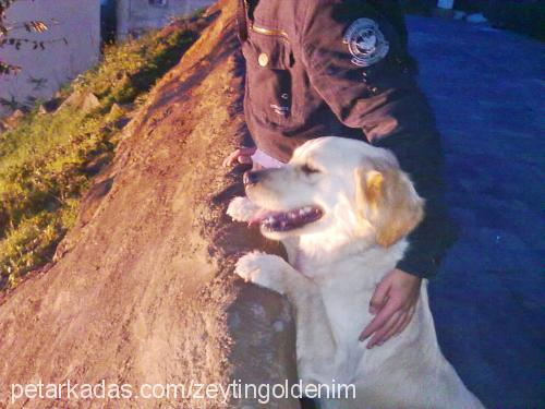 zeytin Dişi Golden Retriever