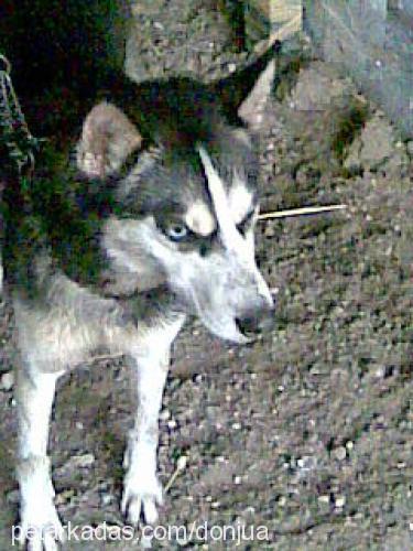 asya Dişi Sibirya Kurdu (Husky)