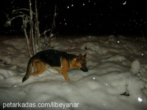 ilbey Erkek Alman Çoban Köpeği