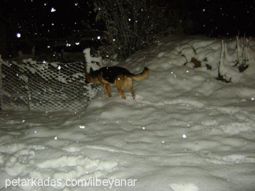 ilbey Erkek Alman Çoban Köpeği