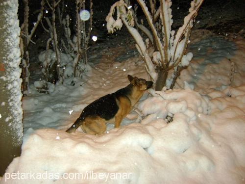 ilbey Erkek Alman Çoban Köpeği