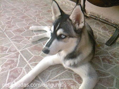 gümüş Erkek Sibirya Kurdu (Husky)