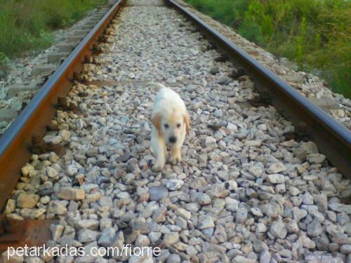 jepplin Erkek Golden Retriever