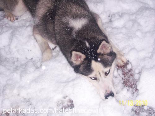 whisky Erkek Sibirya Kurdu (Husky)