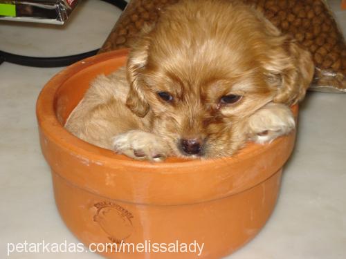 lady Dişi Amerikan Cocker Spaniel