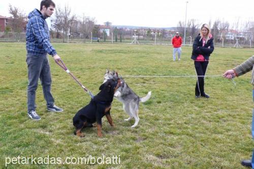 rex Erkek Sibirya Kurdu (Husky)