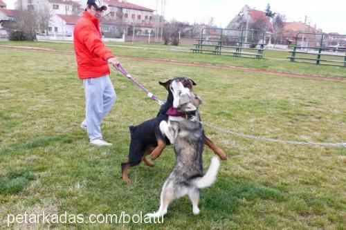 rex Erkek Sibirya Kurdu (Husky)