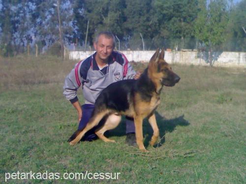 cesur Erkek Alman Çoban Köpeği