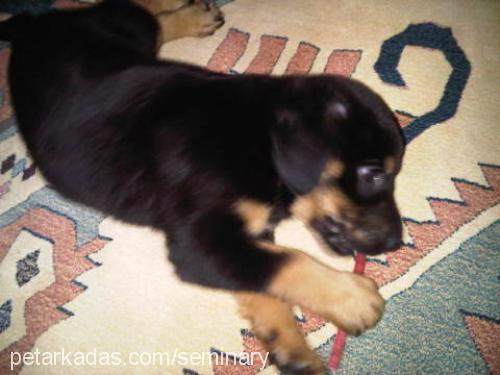 ateş Dişi Rottweiler