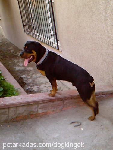 paşa Erkek Rottweiler