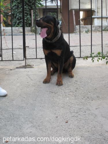 paşa Erkek Rottweiler