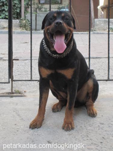 paşa Erkek Rottweiler