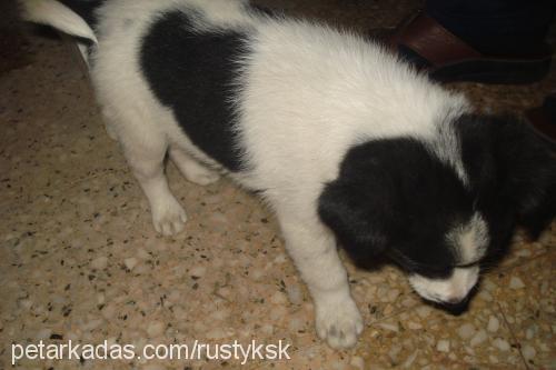 chikaritto Erkek Border Collie