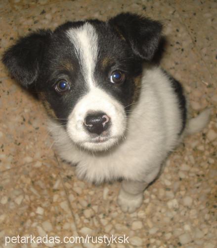 chikaritto Erkek Border Collie