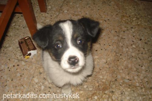 chikaritto Erkek Border Collie