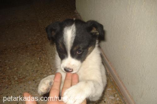 chikaritto Erkek Border Collie