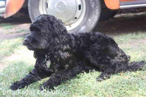 kÖmÜr Erkek Amerikan Cocker Spaniel