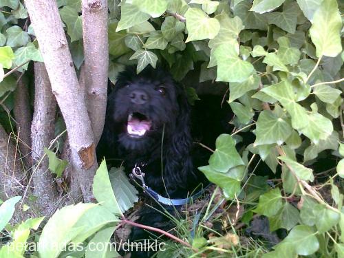 kÖmÜr Erkek Amerikan Cocker Spaniel