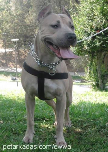 ewa Dişi Amerikan Pitbull Terrier