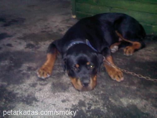 carlos Erkek Rottweiler