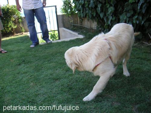 athos Erkek Golden Retriever