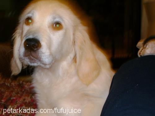 athos Erkek Golden Retriever