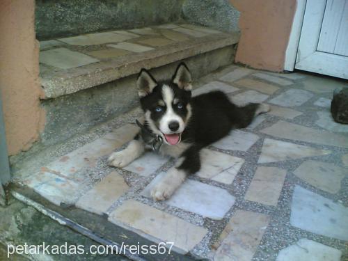 reis Erkek Sibirya Kurdu (Husky)