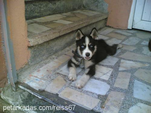 reis Erkek Sibirya Kurdu (Husky)