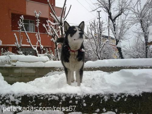 reis Erkek Sibirya Kurdu (Husky)