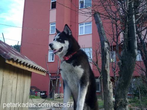 reis Erkek Sibirya Kurdu (Husky)