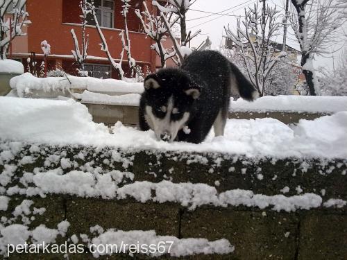 reis Erkek Sibirya Kurdu (Husky)