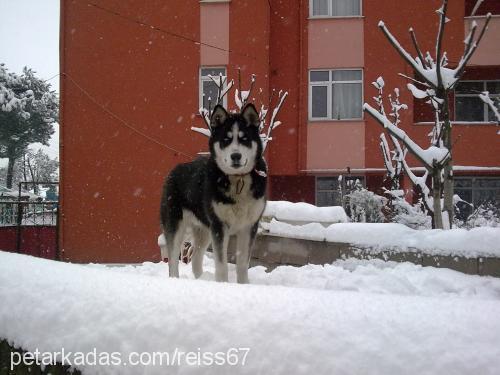 reis Erkek Sibirya Kurdu (Husky)