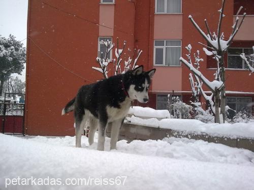 reis Erkek Sibirya Kurdu (Husky)