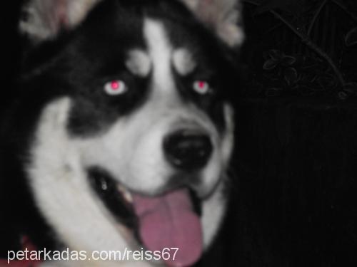 reis Erkek Sibirya Kurdu (Husky)