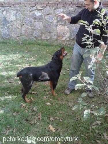 paşa Erkek Rottweiler