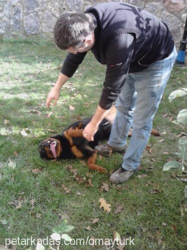 paşa Erkek Rottweiler