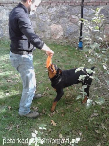 paşa Erkek Rottweiler