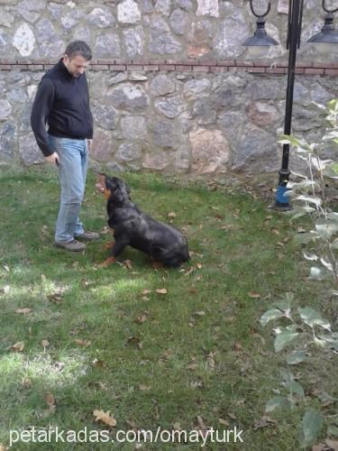 paşa Erkek Rottweiler