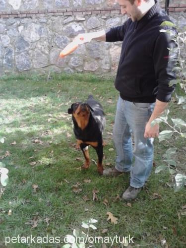 paşa Erkek Rottweiler