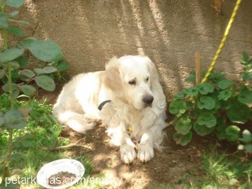 oscar Erkek Golden Retriever