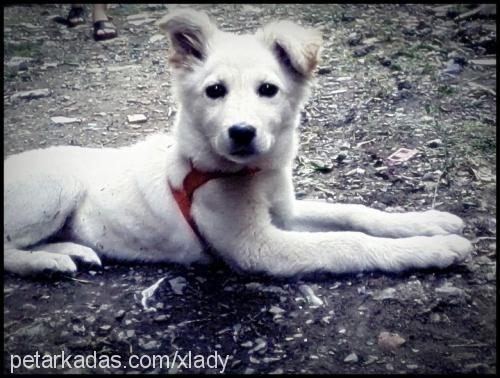 lady Dişi Golden Retriever